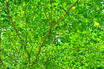 Fototapeta premium The branches and leaves of the ivory coast almond background