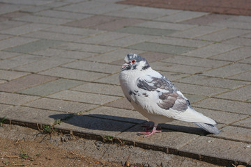 Japanese white lovely dove bird standing on the rock paving stone way.