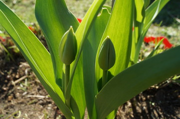 Green, closed buds of tulips close-up.