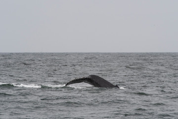 Fototapeta premium humpback whale (Megaptera novaeangliae) in the Monterey Bay, California