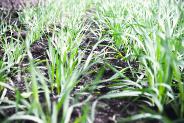 Young seedlings of wheat and barley growing on the field in a row.