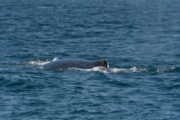 Fototapeta premium humpback whale (Megaptera novaeangliae) in the Monterey Bay, California