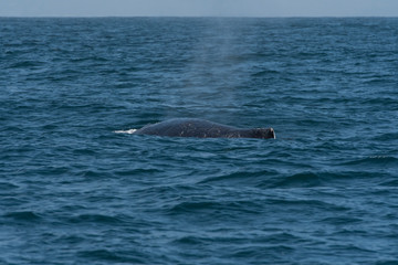 Obraz premium humpback whale (Megaptera novaeangliae) in the Monterey Bay, California