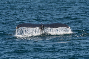 humpback whale (Megaptera novaeangliae) in the Monterey Bay, California - 267126818