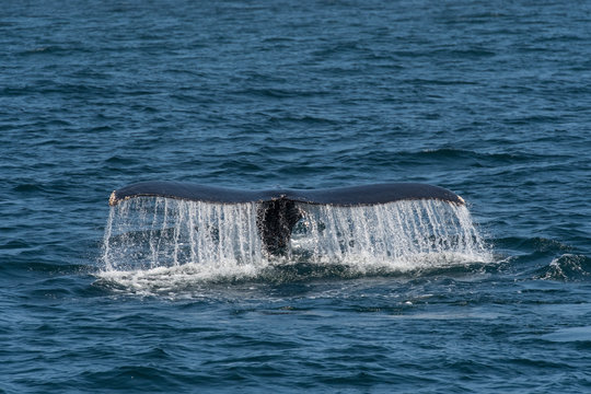 humpback whale (Megaptera novaeangliae) in the Monterey Bay, California