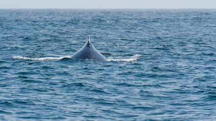 Fototapeta premium humpback whale (Megaptera novaeangliae) in the Monterey Bay, California