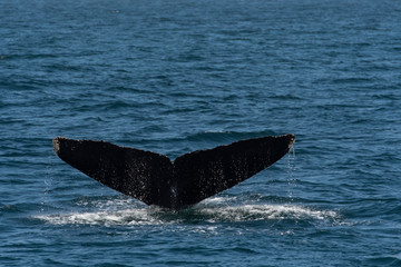 Fototapeta premium humpback whale (Megaptera novaeangliae) in the Monterey Bay, California
