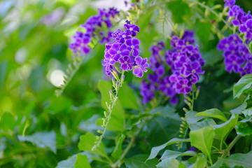 Purple-blue flowers with green leaves