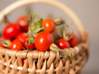 Harvest of wild rose berries