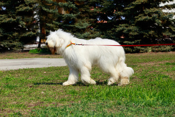 Dog breed South Russian Shepherd