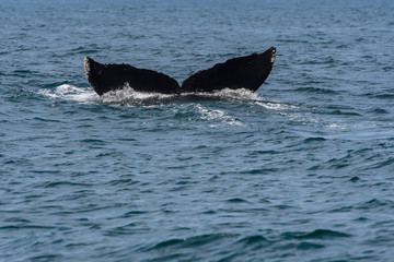 Naklejka premium humpback whale (Megaptera novaeangliae) in the Monterey Bay, California