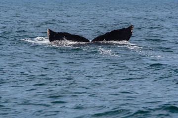 Fototapeta premium humpback whale (Megaptera novaeangliae) in the Monterey Bay, California