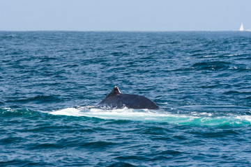 Fototapeta premium humpback whale (Megaptera novaeangliae) in the Monterey Bay, California