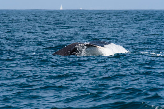 humpback whale (Megaptera novaeangliae) in the Monterey Bay, California