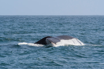 Fototapeta premium humpback whale (Megaptera novaeangliae) in the Monterey Bay, California
