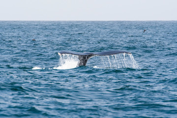 humpback whale (Megaptera novaeangliae) in the Monterey Bay, California - 267127415