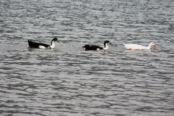 tres patos 
