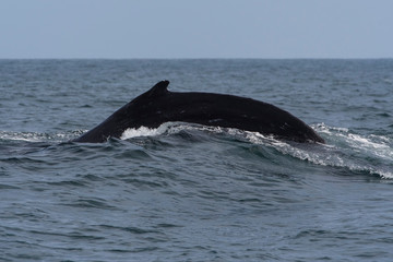Fototapeta premium humpback whale (Megaptera novaeangliae) in the Monterey Bay, California