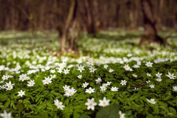 Anemone nemorosa flower in the forest in the sunny day. Wood anemone, windflower, thimbleweed. Fabulous green forest with blue and white flowers. Beautiful summer forest landscape.