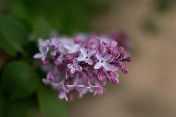 pink flowers in garden