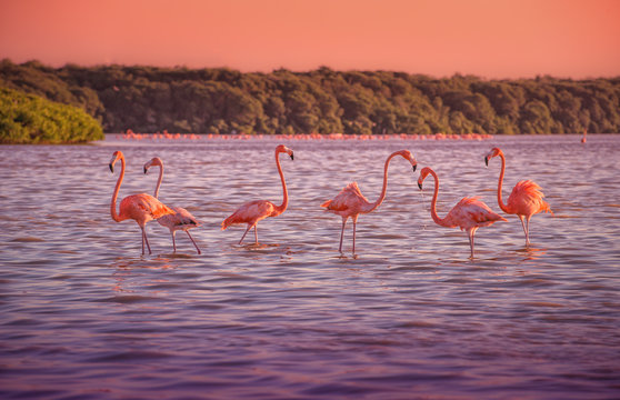 Group of Flamingos