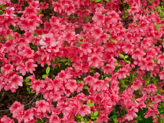 Red Azaleas Against a Green Background