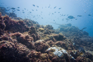 Plongée
