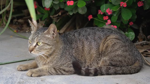 Brown cat looking straight to the camera, big cat relaxing in the street,funny lazy cat