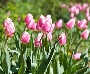 Pink tulips in sunny spring day