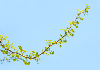 Fresh leaves of ginkgo bioba