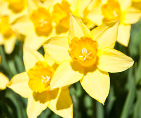 Yellow daffodils (Narcissus) in sunny spring day