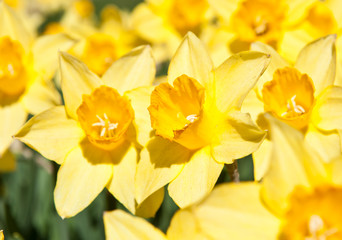 Beautiful yellow daffodils (Narcissus) in sunny spring day