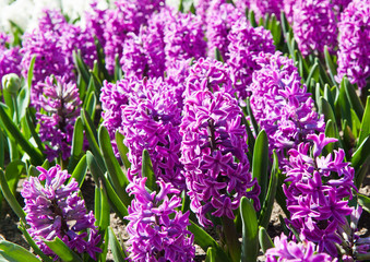 Hyacinths (Hyacinthus). Many blossoming flowers in sunny spring day