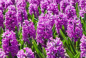 Fototapeta premium Hyacinths (Hyacinthus). Many blossoming flowers in sunny spring day