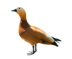 Ruddy shelduck (Tadorna ferruginea), isolated in white background