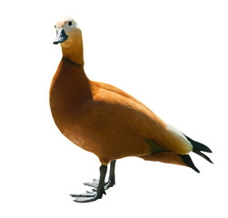 Ruddy shelduck (Tadorna ferruginea), isolated in white background