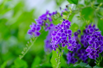 Beautiful flowers in the garden Blooming in the summer.