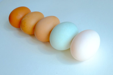Chicken egg and duck egg line up on white background