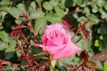 日本の植物園のピンク色のバラ
