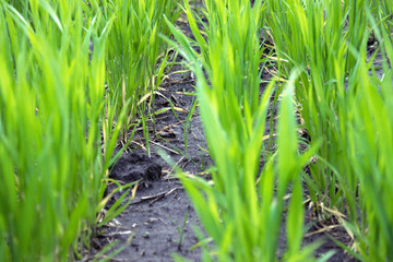 Obraz premium Young wheat seedlings growing in the field.