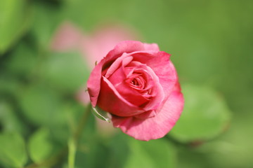 日本の植物園のピンク色のバラ