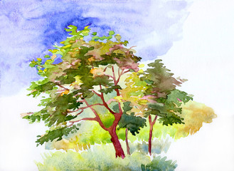 Young trees with green leaves in the summer in the meadow. Watercolor illustration on white background © liniy