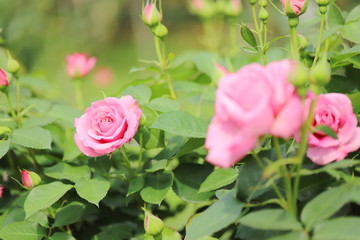 日本の植物園のピンク色のバラ