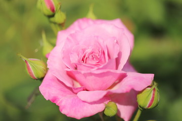 日本の植物園のピンク色のバラ