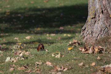 sauve qui peut l'écureuil