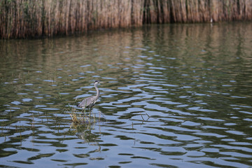 seul sur l'eau 