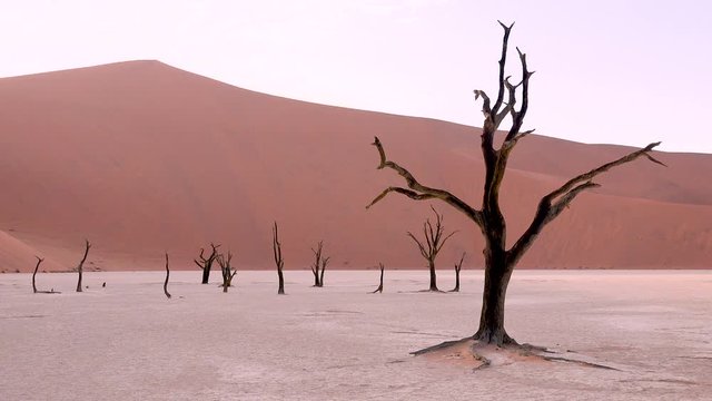 Amazing dead trees silhouetted at dawn at Deadvlei and Sossusvlei in Namib Naukluft National Park, Namib desert, Namibia.