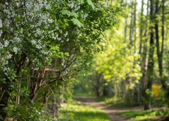 Flowering cherry. Cherry blossoms