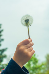 A small child holds a white fluffy dandelion in his hand. Dandelion in the hand of a child close-up
