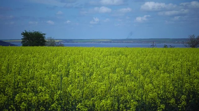 Field of rapeseed, canola or colza (Brassica napus), Ukraine
